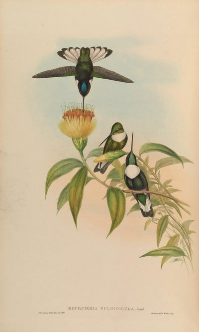 Bourciera fulgidigula by John Gould